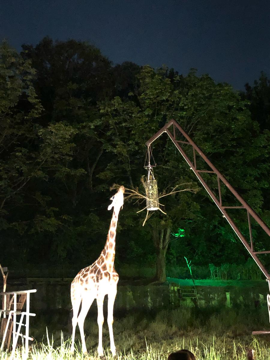 旅探 たびたん 東山動植物園 名古屋市千種区 の投稿写真一覧 2ページ