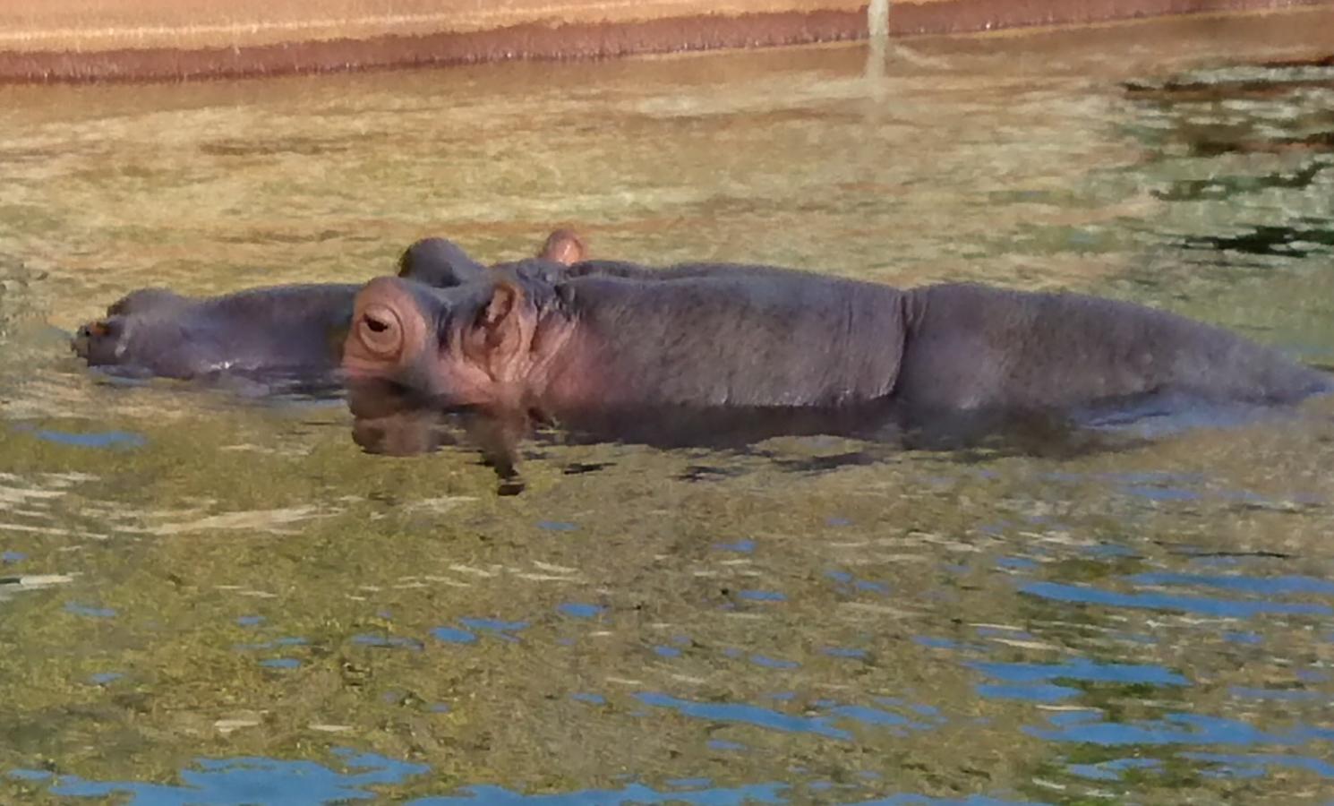 旅探 たびたん 東山動植物園 名古屋市千種区 の投稿写真一覧 1ページ