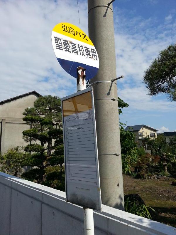 スタディピア 弘前市立南中学校 弘前市 周辺施設 口コミ 写真 動画