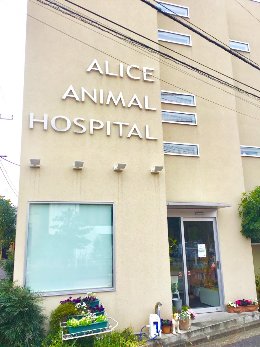 ドッグメディカル アリス動物病院 横浜市港北区大曽根 ドッグメディカル アリス動物病院 横浜市港北区大曽根