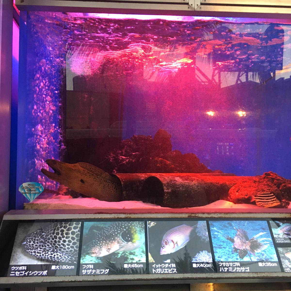 マーケットピア 写真 ドン キホーテ 国際通り店