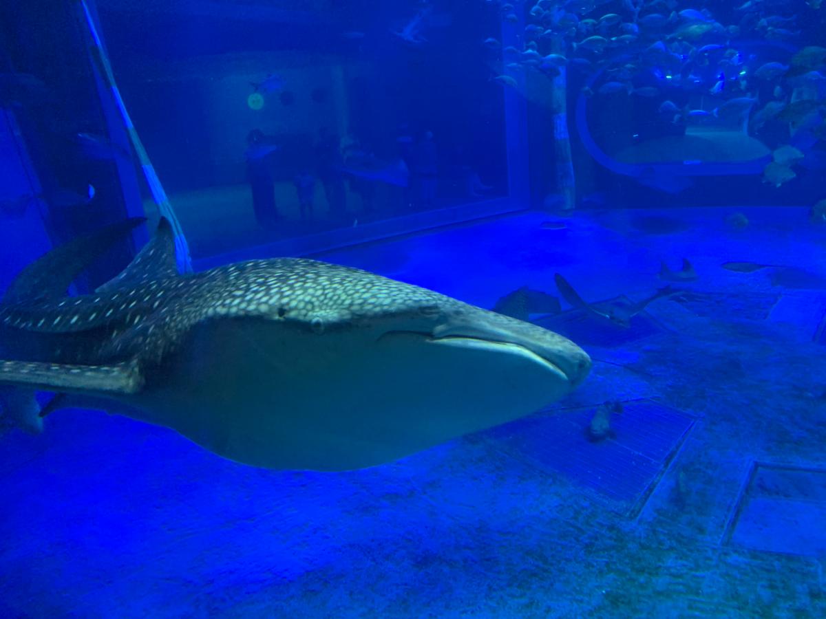 旅探／たびたん】のとじま水族館（七尾市）のコメント一覧(1ページ)