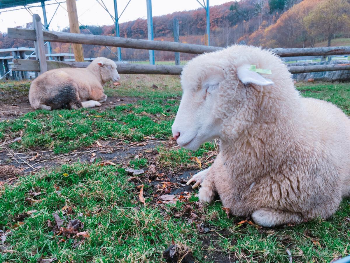 パブリネット もこもこの動物たち えこりん村 恵庭市 のお気に入りコメント 口コミ