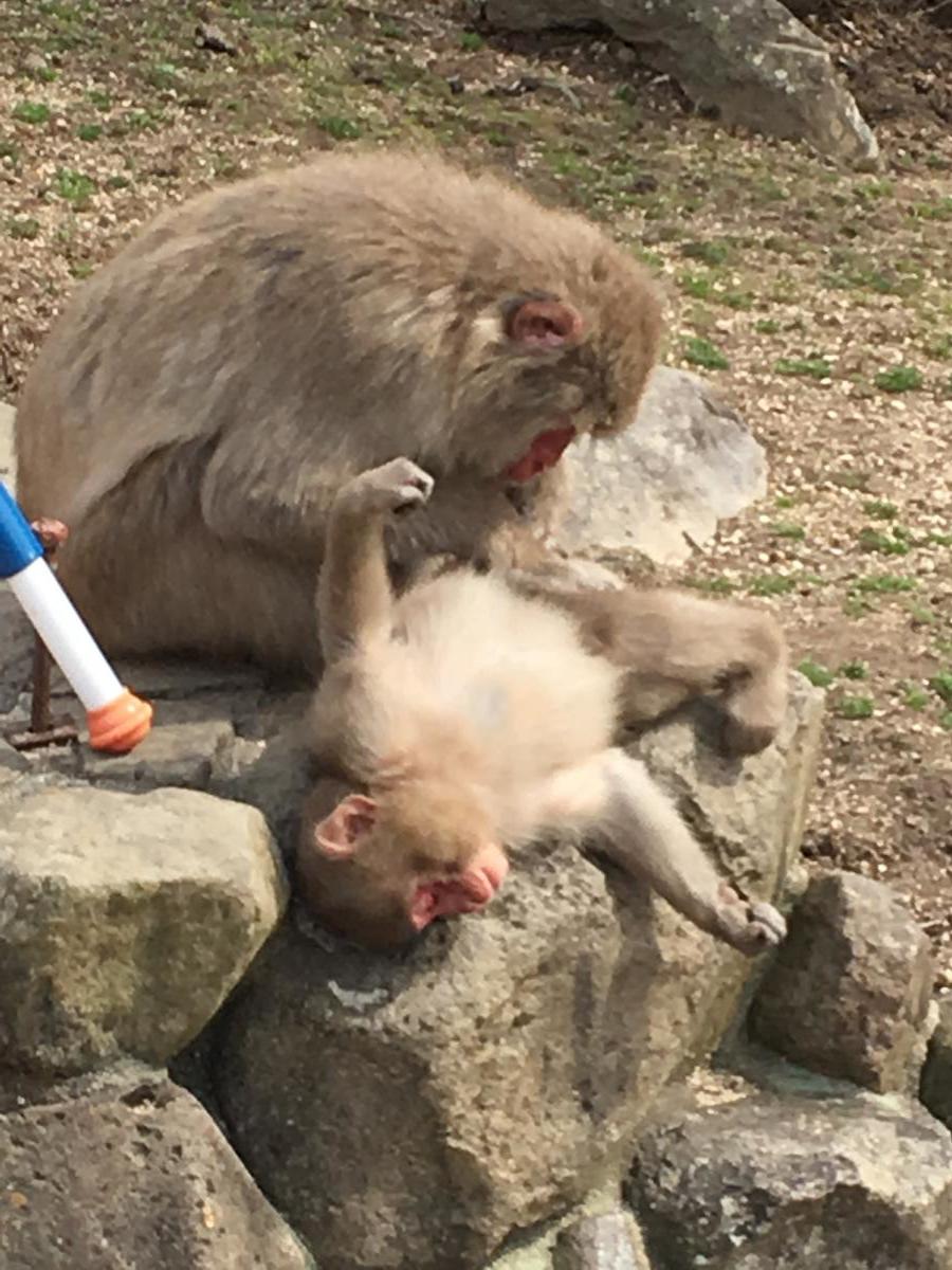 旅探 たびたん 口コミ 銚子渓自然動物園お猿の国