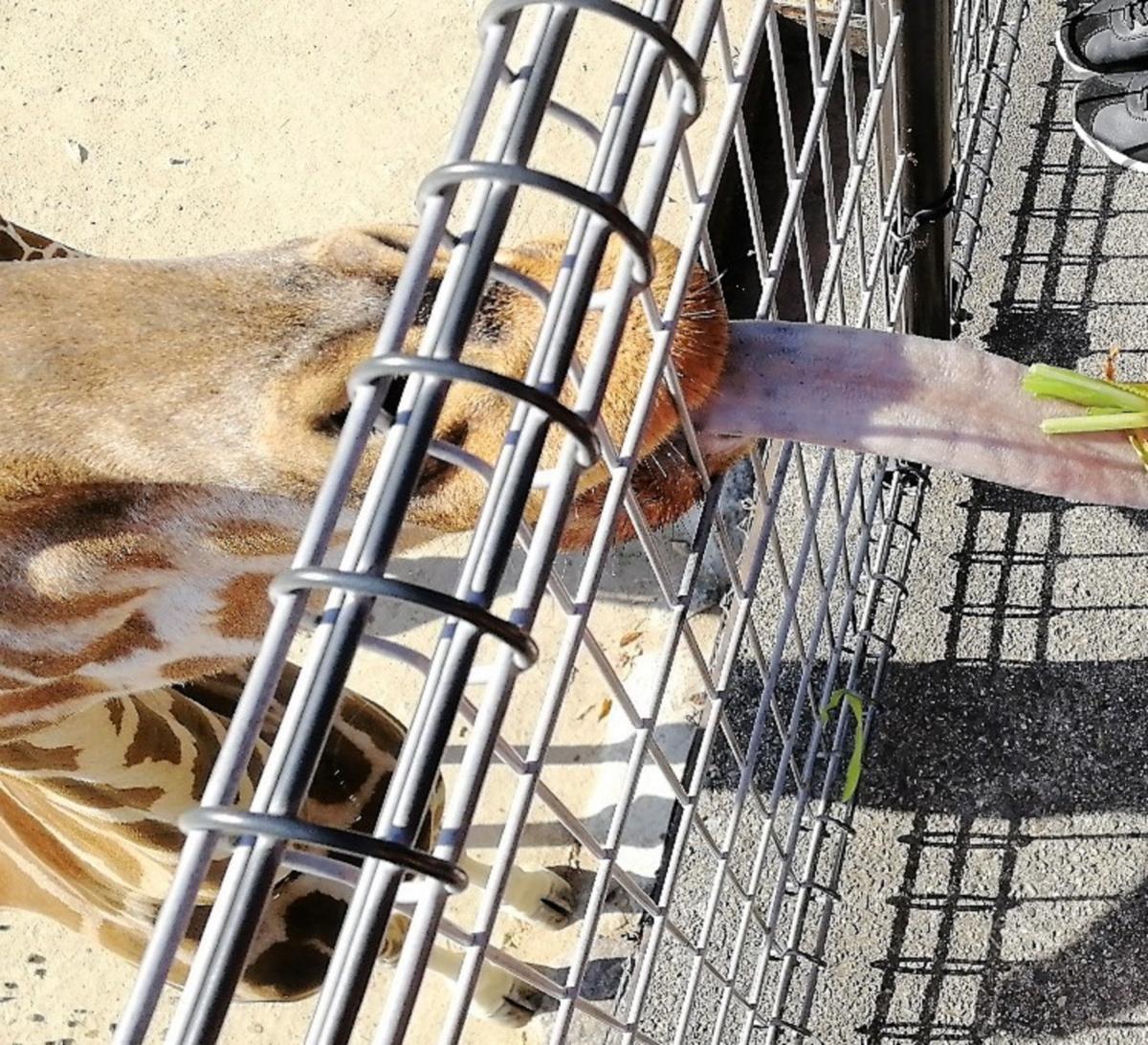 旅探 たびたん 姫路セントラルパーク 姫路市豊富町神谷