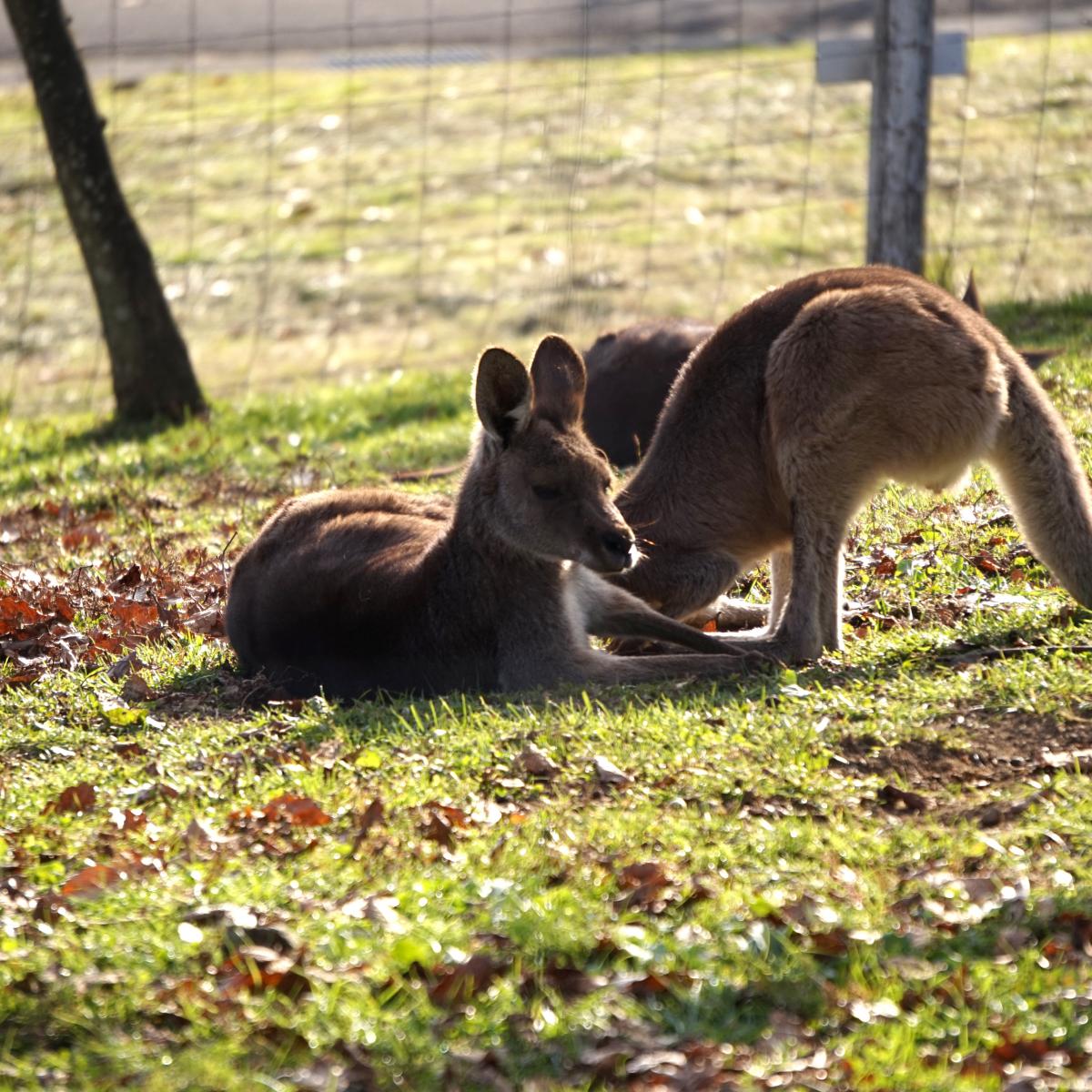 旅探 たびたん 那須どうぶつ王国のコメント一覧 1ページ
