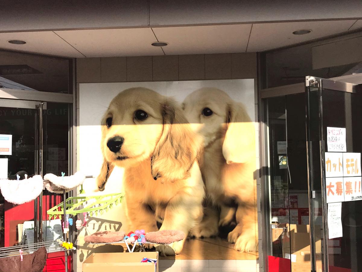 マーケットピア ペットショップ犬の家長野店