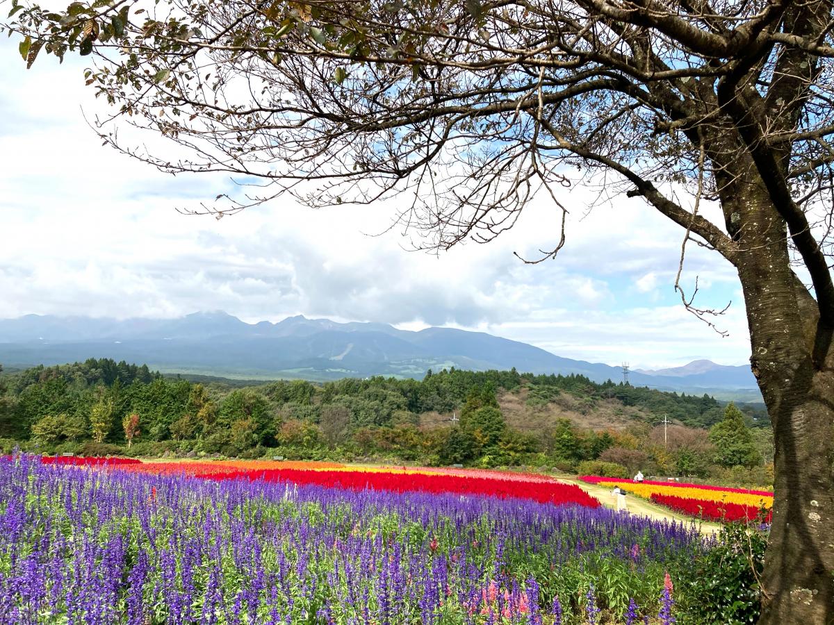 旅探 たびたん 那須フラワーワールド