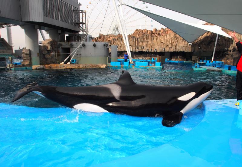 旅探 たびたん きれいで楽しくなんといってもシャチがいる 名古屋港水族館 名古屋市港区 のお気に入りコメント 口コミ