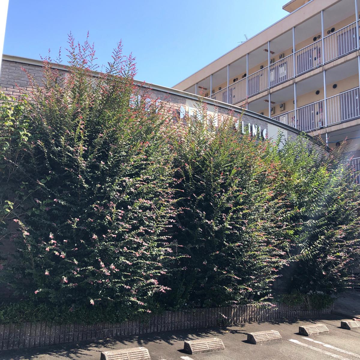 ドクターマップ ピュアデンタルクリニック新大江歯科診療所のコメント一覧