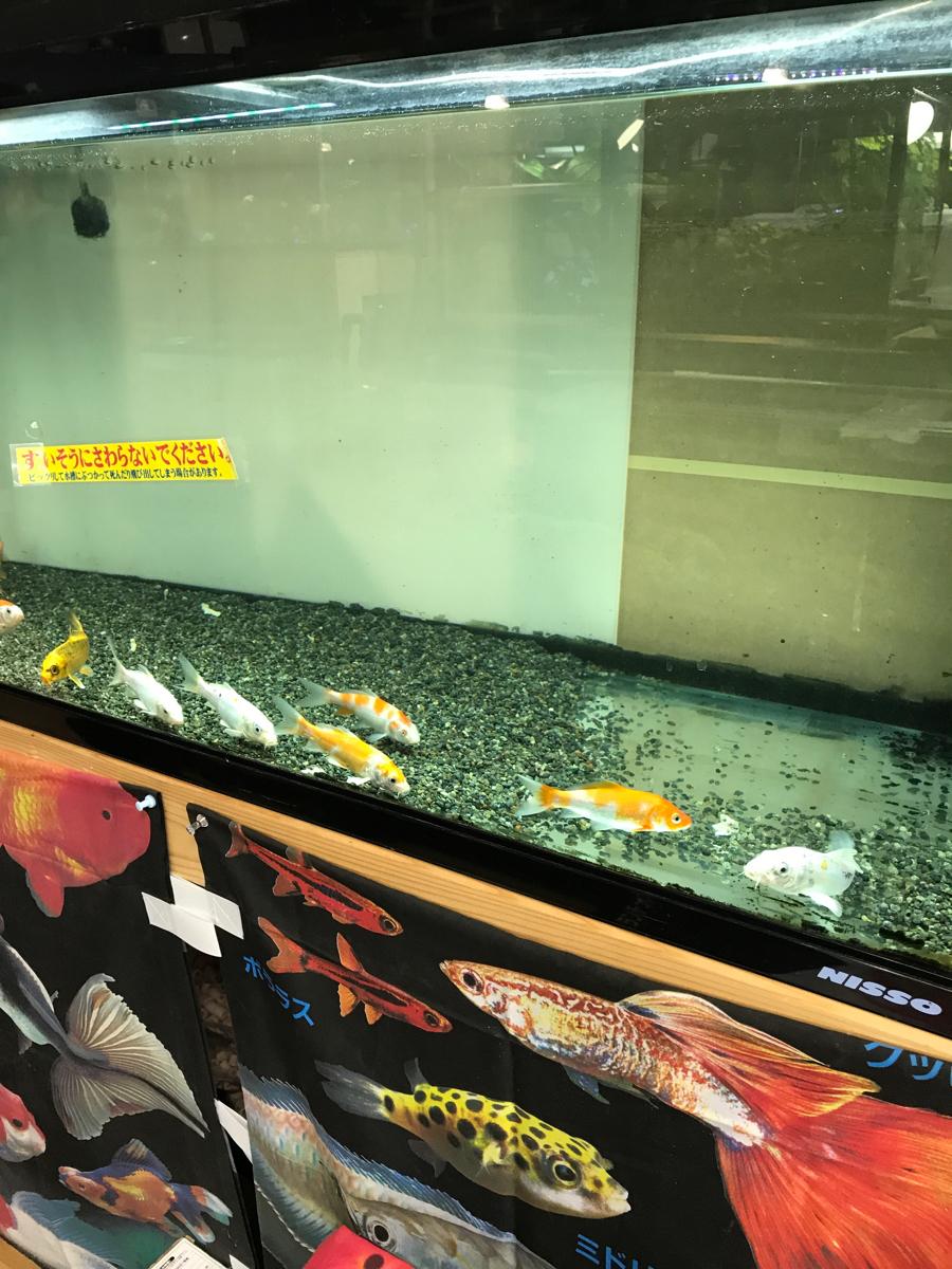 マーケットピア フォーエル青森浜田店 青森市 周辺施設 口コミ 写真 動画