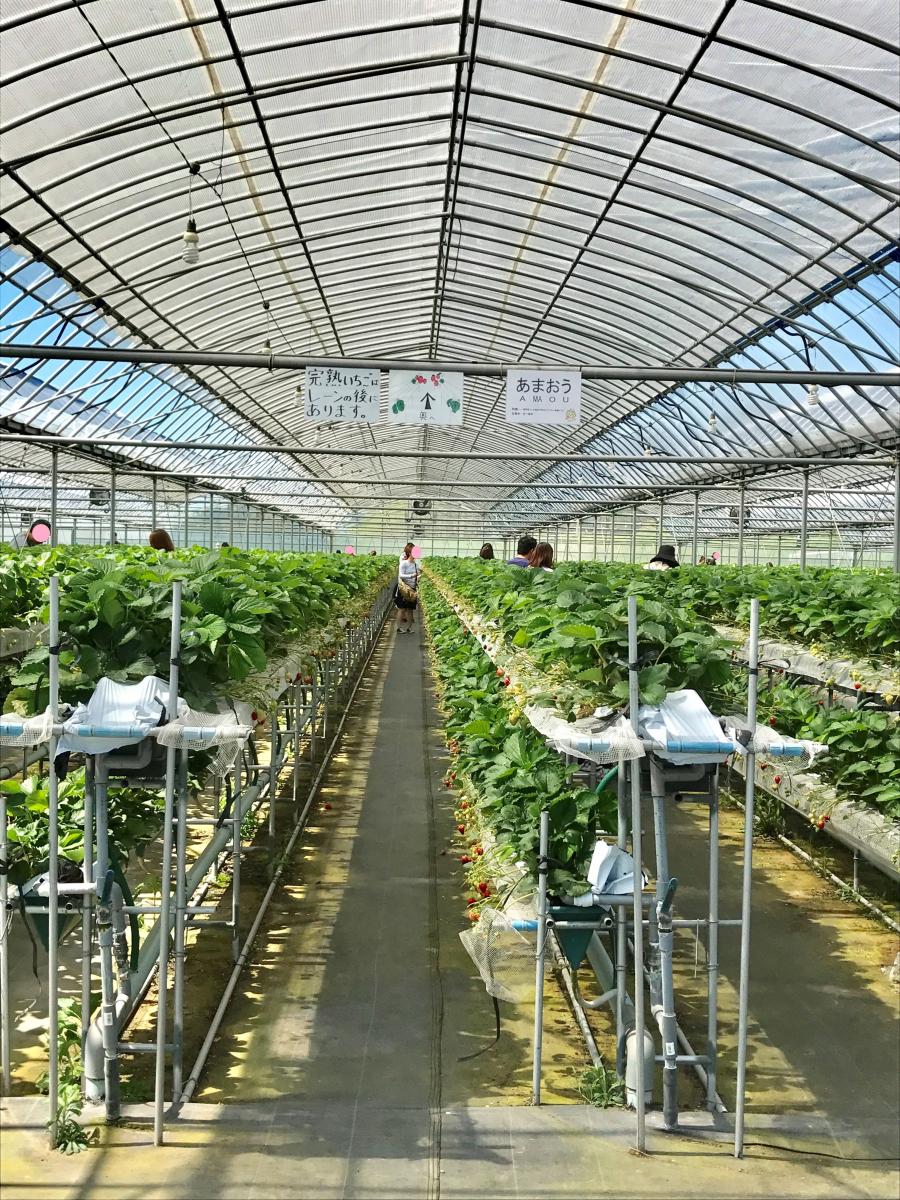 旅探 たびたん らいおん果実園