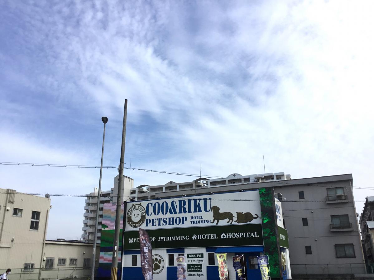 マーケットピア ペットショップｃｏｏ ｒｉｋｕ 西宮店 西宮市青木町