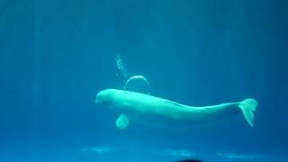 旅探 たびたん しまね海洋館アクアス 浜田市 のコメント一覧 1ページ