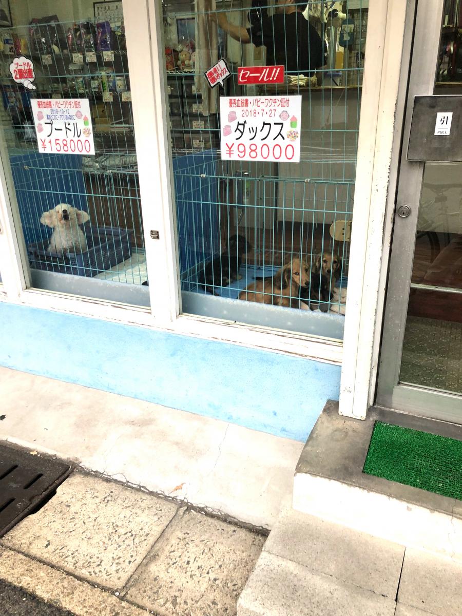 マーケットピア 町の子犬屋さん ワンワンハウス 神戸市東灘区 のお気に入りコメント 口コミ