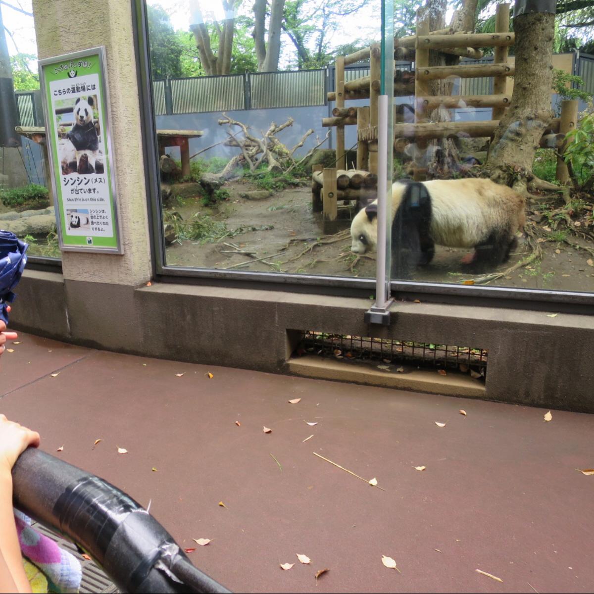 旅探 たびたん 上野動物園のコメント一覧 2ページ