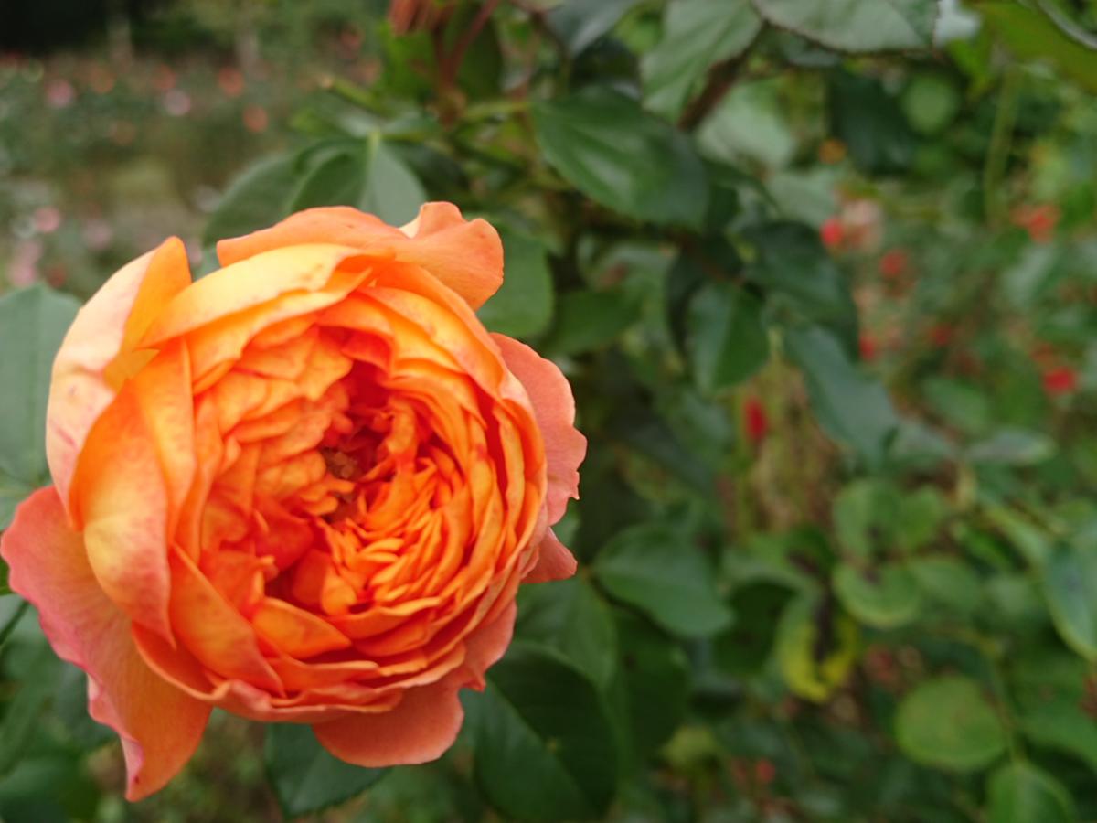 旅探 たびたん 花巻温泉バラ園 花巻市湯本