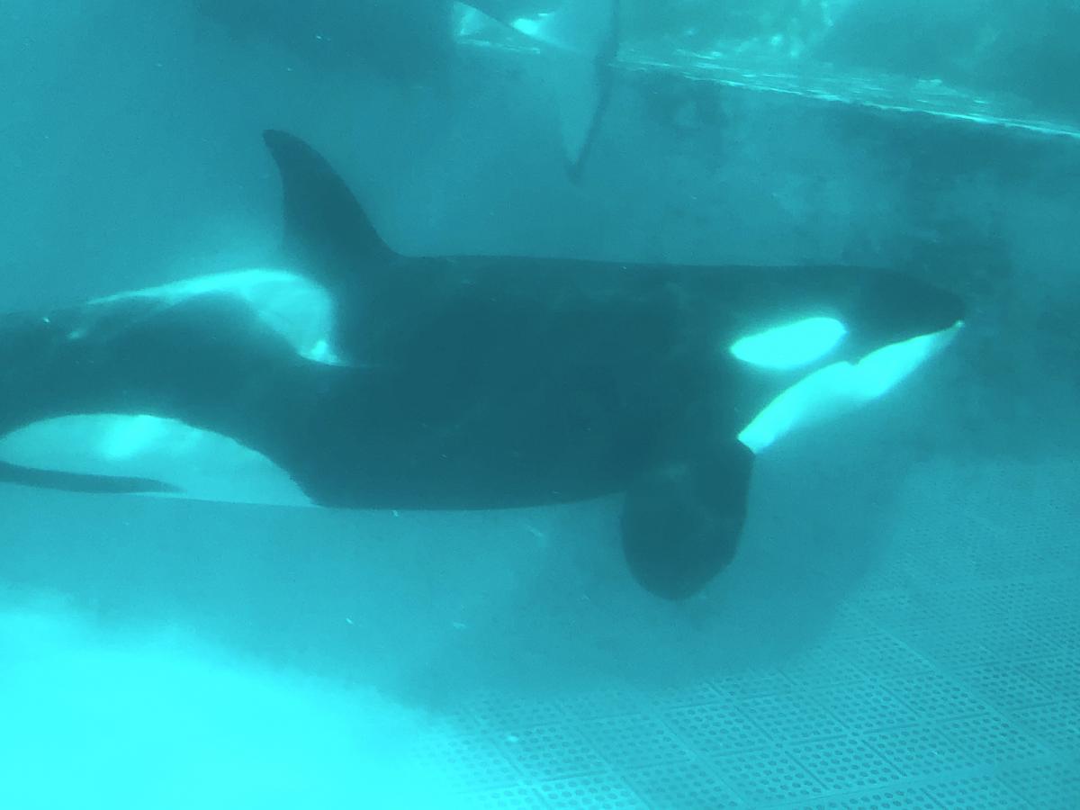 旅探 たびたん 写真 鴨川シーワールド 2ページ