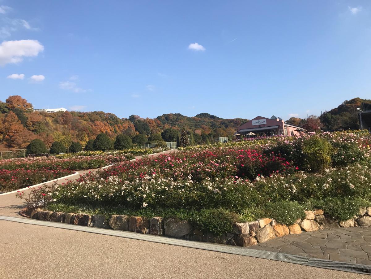 旅探 たびたん 花フェスタ記念公園 可児市瀬田