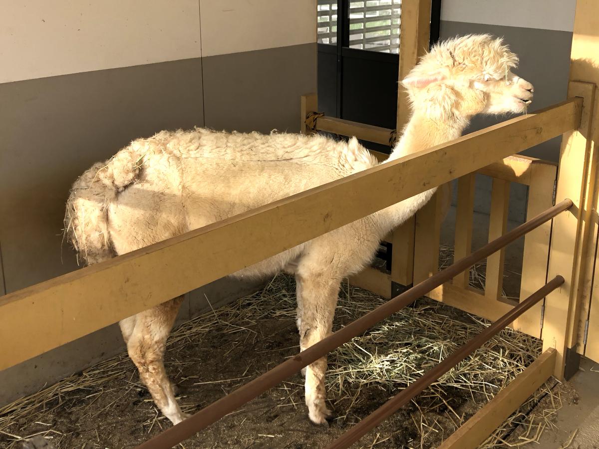 旅探 たびたん 写真 ひるがの高原 牧歌の里