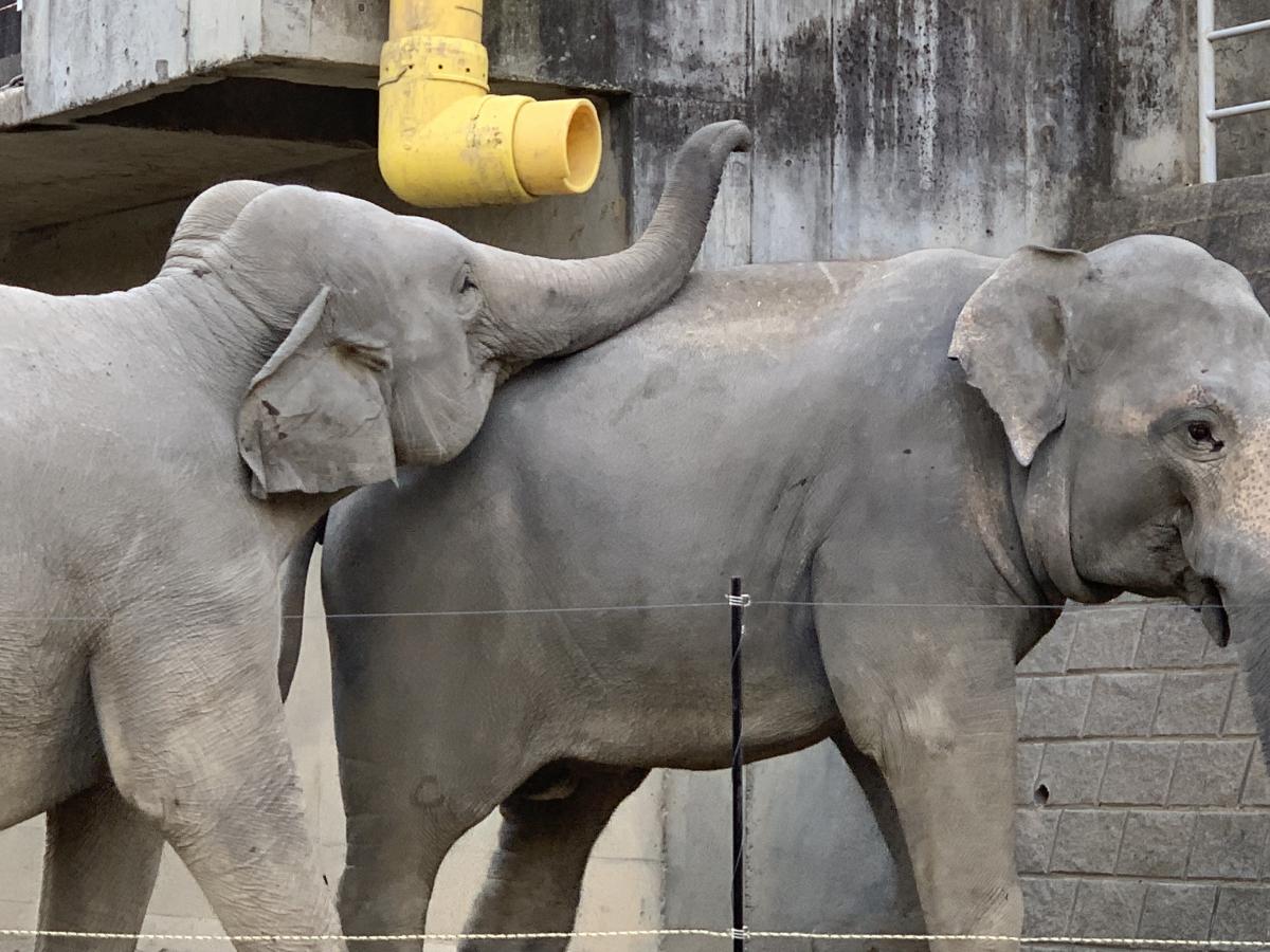 旅探 たびたん コアラがいます 多摩動物公園への口コミ