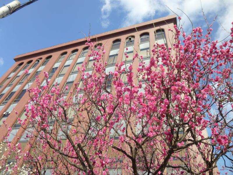 スタディピア 大阪成蹊短期大学 大阪市東淀川区相川