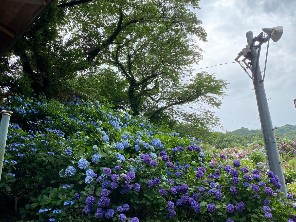 旅探 たびたん 写真 形原温泉あじさいの里