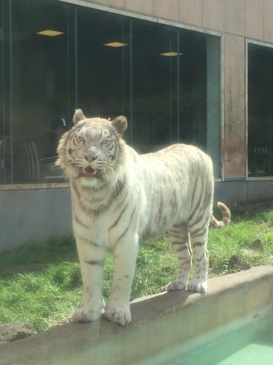 旅探 たびたん 写真 伊豆アニマルキングダム 2ページ