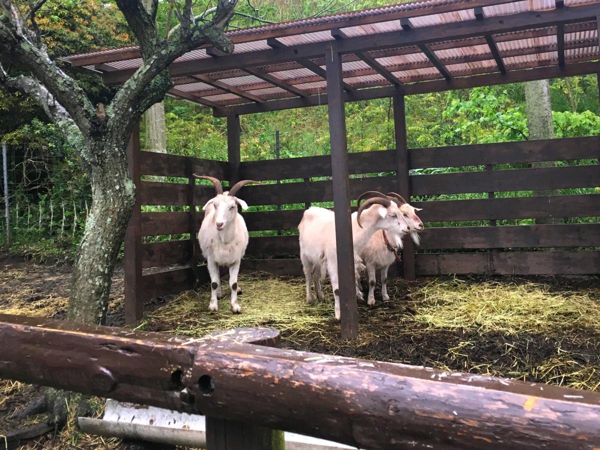 旅探 たびたん マザー牧場のコメント一覧 1ページ