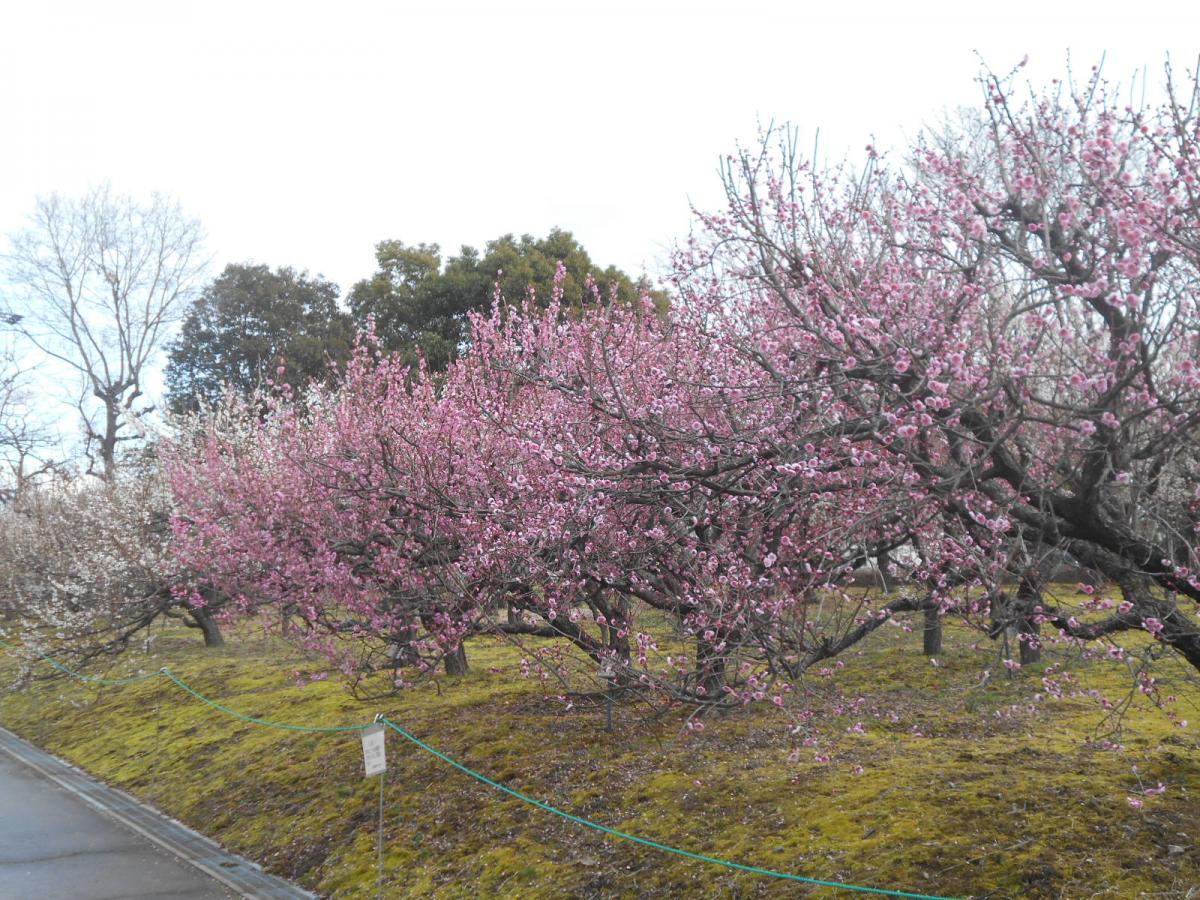 旅探 たびたん 愛知県植木センター
