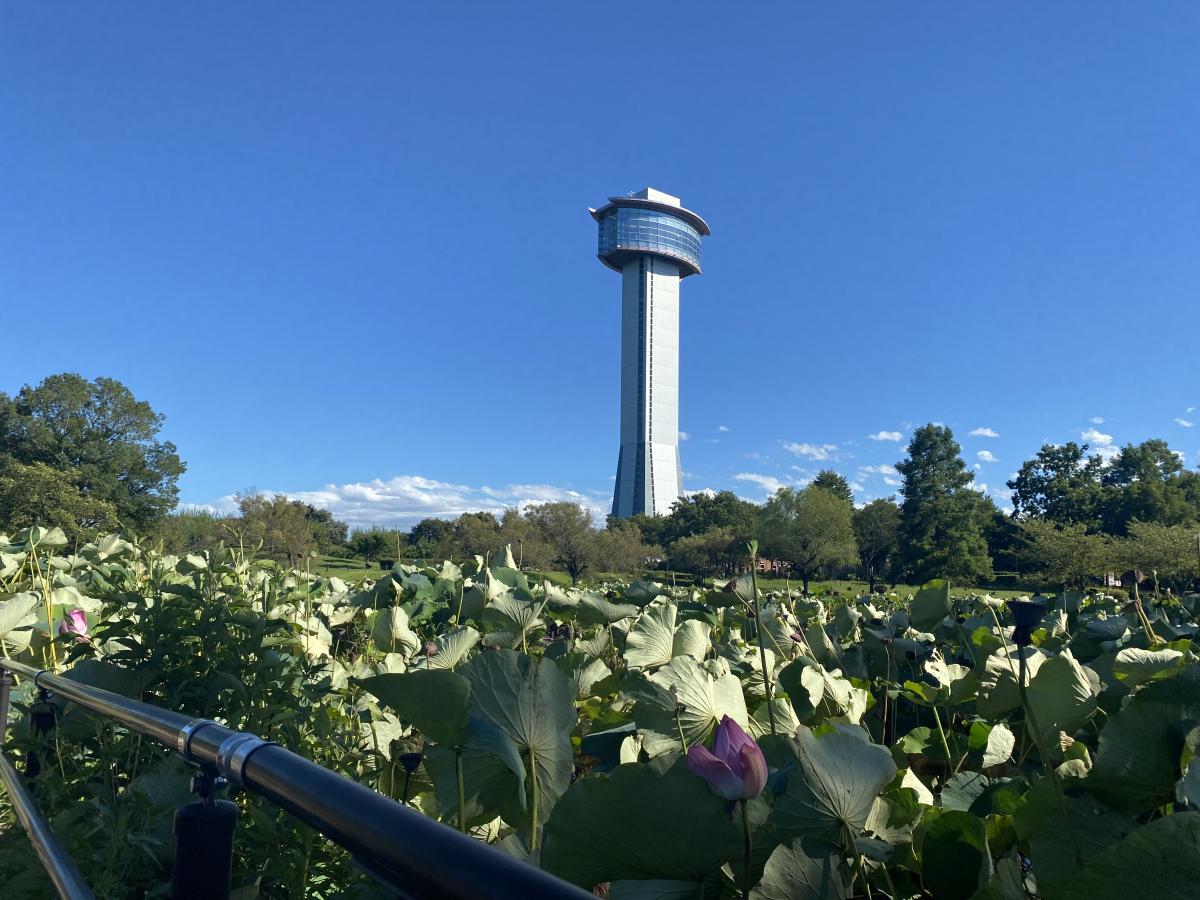 旅探 たびたん 古代蓮の里