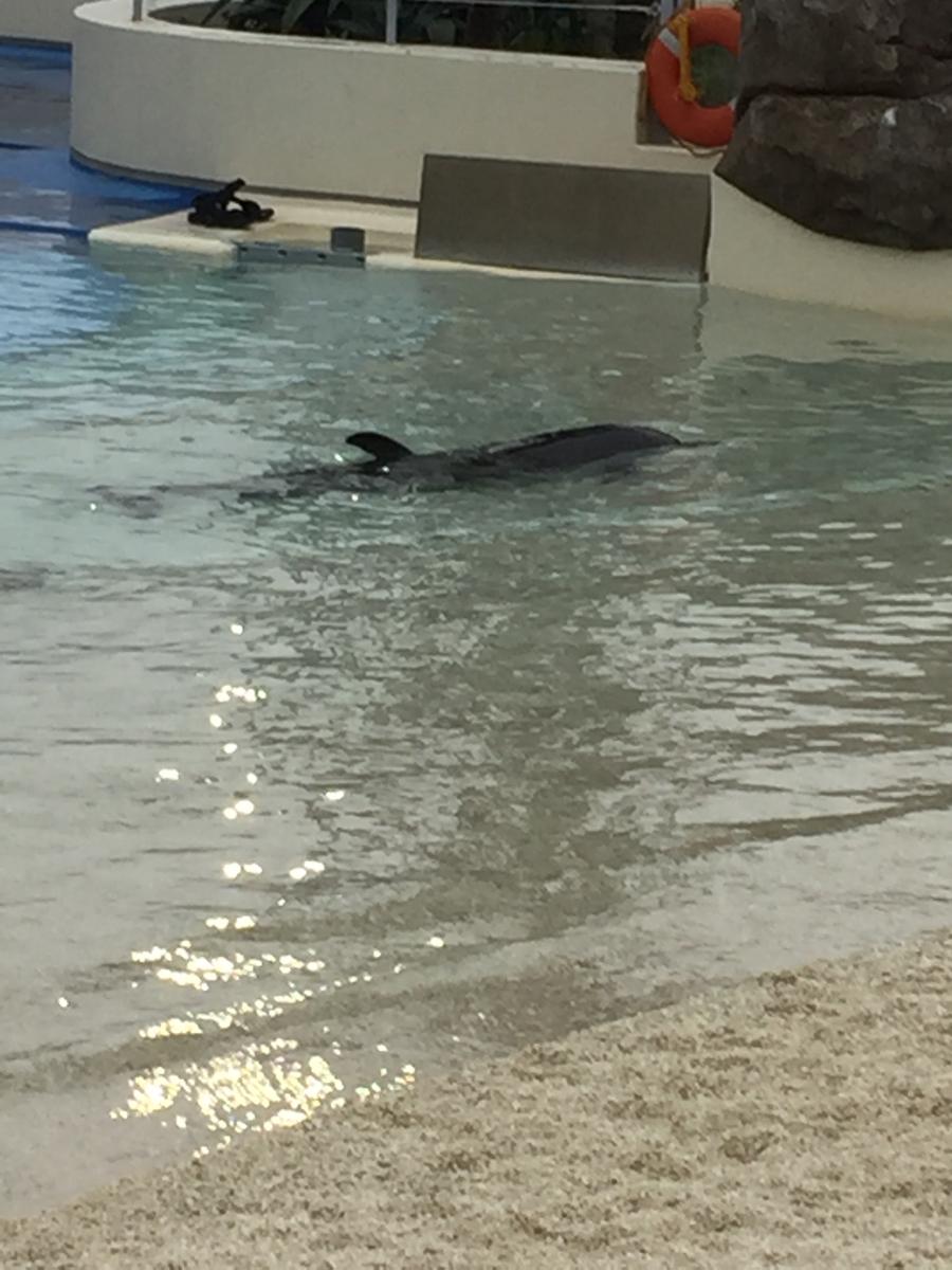 旅探 たびたん 大分マリーンパレス水族館 うみたまご のコメント一覧 2ページ
