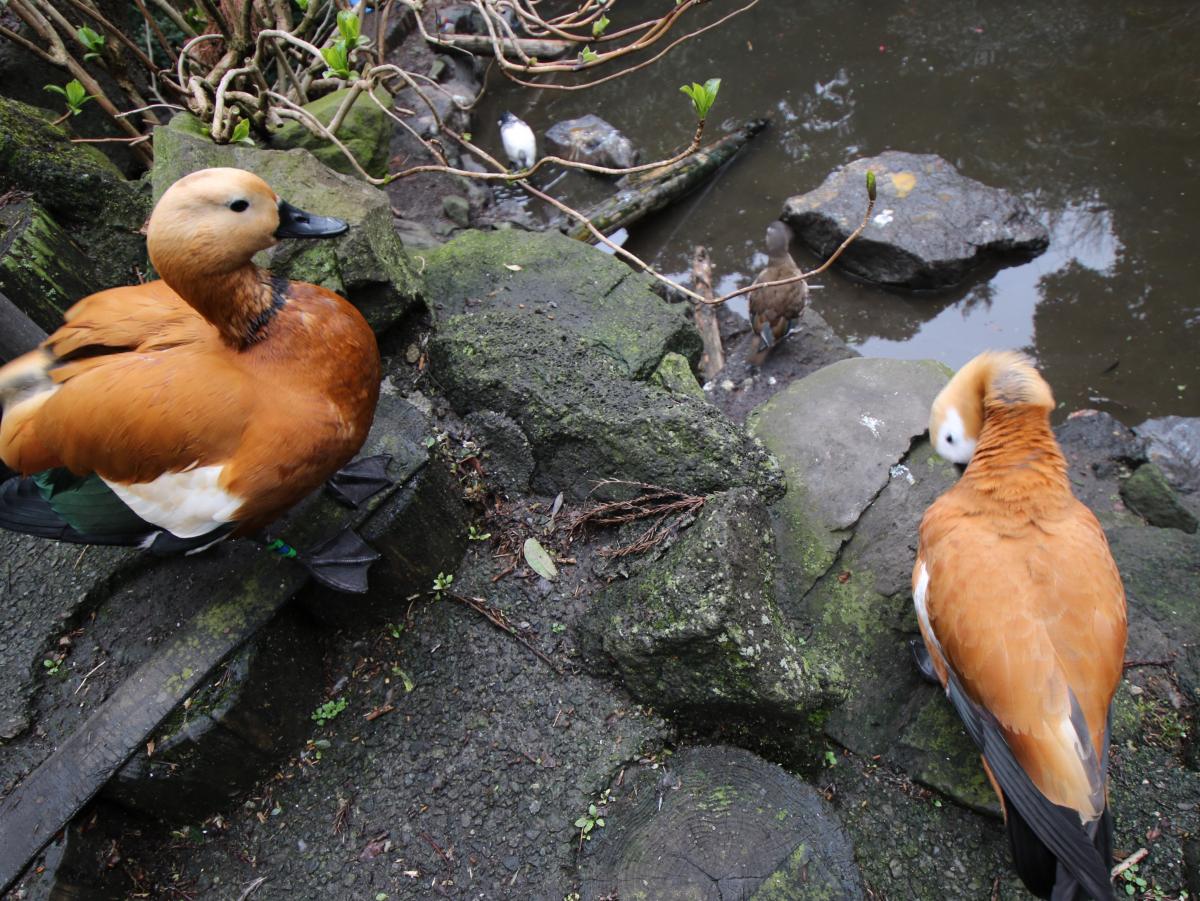 旅探 たびたん 伊豆シャボテン公園のコメント一覧 1ページ